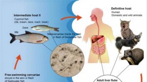 Кошачий сосальщик – скрытая угроза! Как избежать заражения?
