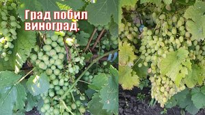 Град побил виноград