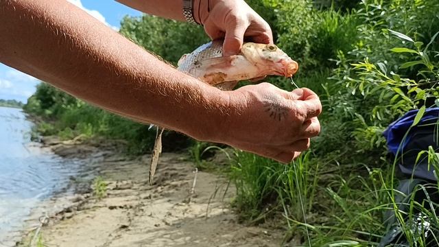 Подлещик на тапок смотреть онлайн