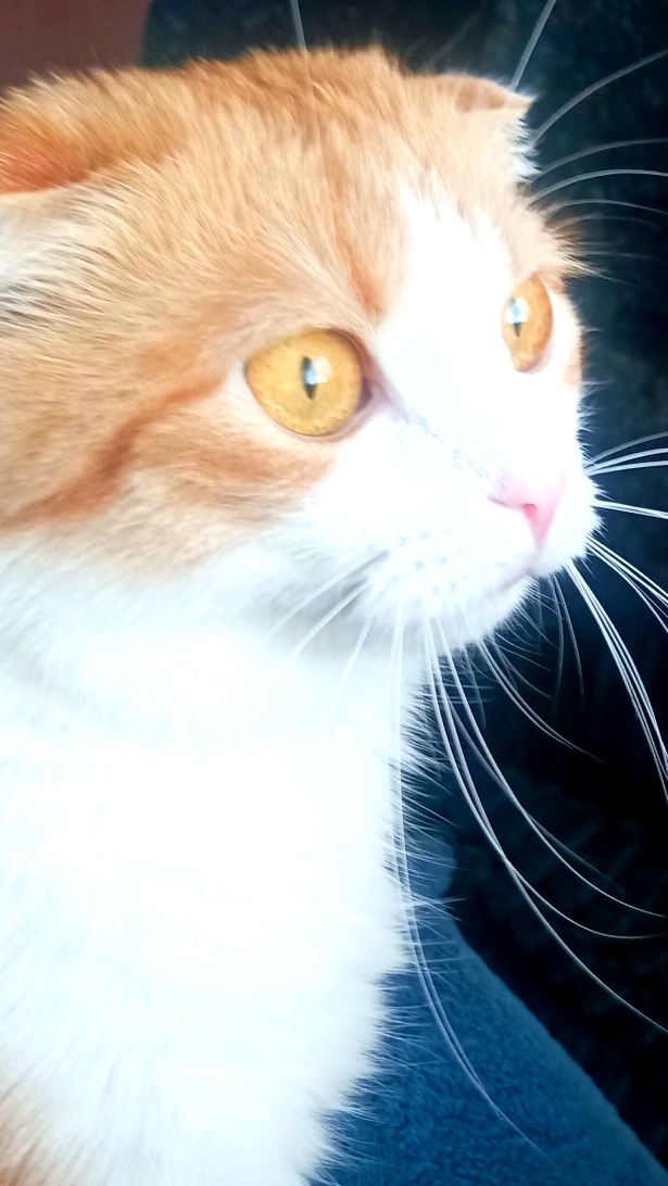 Кексик в мае 2025 🐯