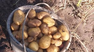 Картофель из очисток -это реально? Пробую вырастить. Также традиционный способ.