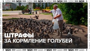 Жителей Москвы предупредили о штрафах за кормление голубей - Москва 24
