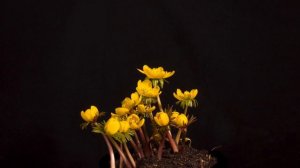 Прекрасные цветы часть 1