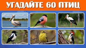 УГАДАЙТЕ 60 ПТИЦ 🐦 ПО ФОТО