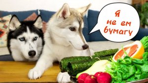 Хаски крадет еду у щенка! Самые смешные обзоры собак.