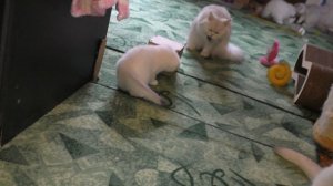 Котенок иргает с коробочкой
