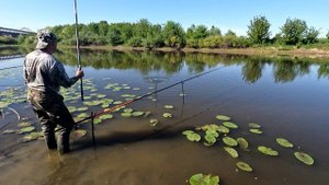 Крупный карась под Борским мостом.