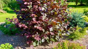 Прогулка по саду. Разное. Въезд / ручей / кострище / рокарий и др.