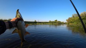 Эффектная поклевка жереха! Мой первый жерех на спиннинг!
