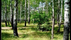 мне сердце жжёт есенинская грусть