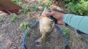 Рыбалка на удочку в канале, клёв карпа и густеры