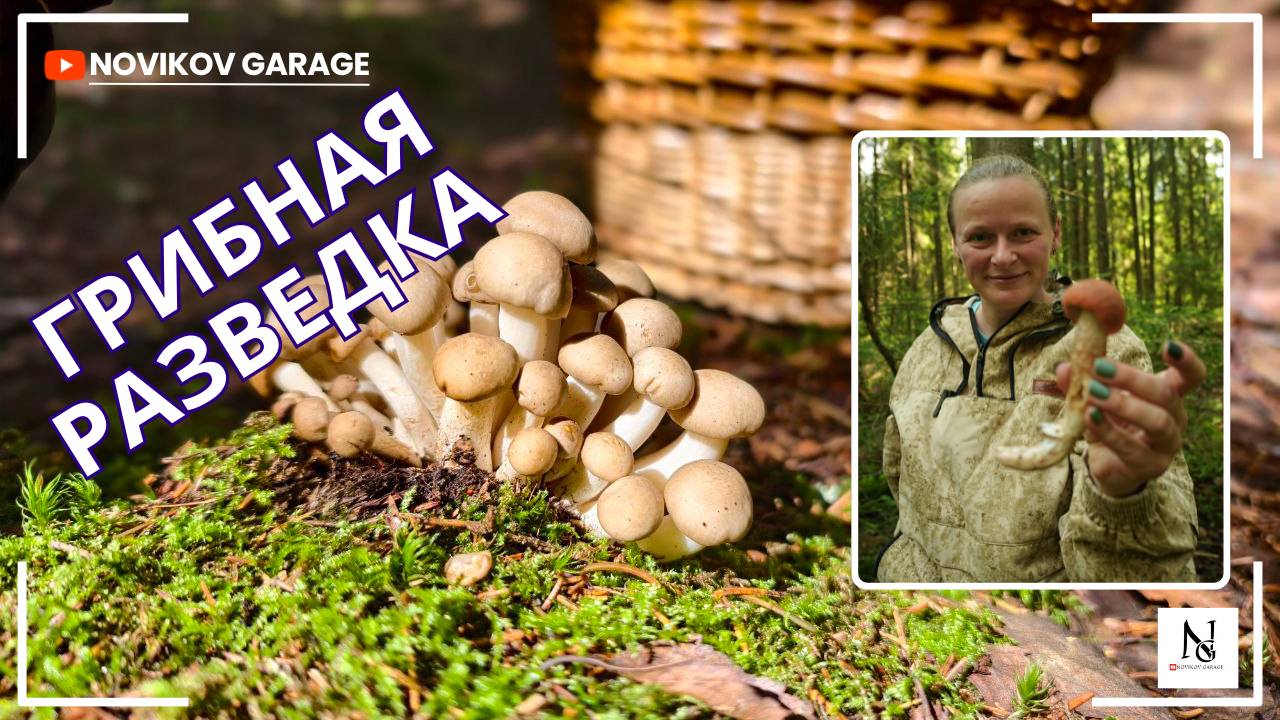 Грибная разведка 03 августа 2025. Всеволожский район. смотреть онлайн
