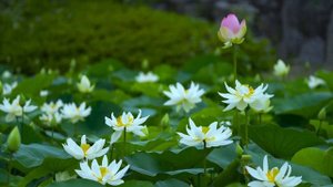 Прекрасные цветы часть 17