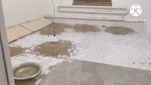 Змеиный питомник в Узбекистане!!! Жизнь ядовитых змей вневоле!! #гюрза #змеи #узбекистан #кобра