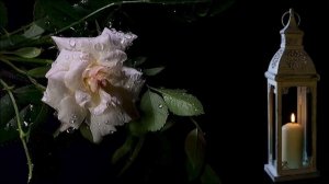 4705418-hd_1920_1080_30fps