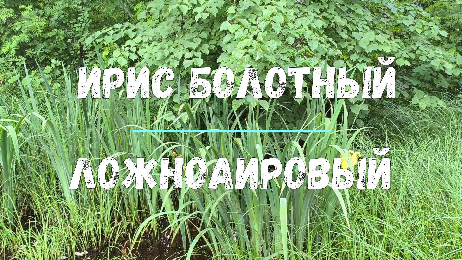 Болотные ирисы смотреть онлайн