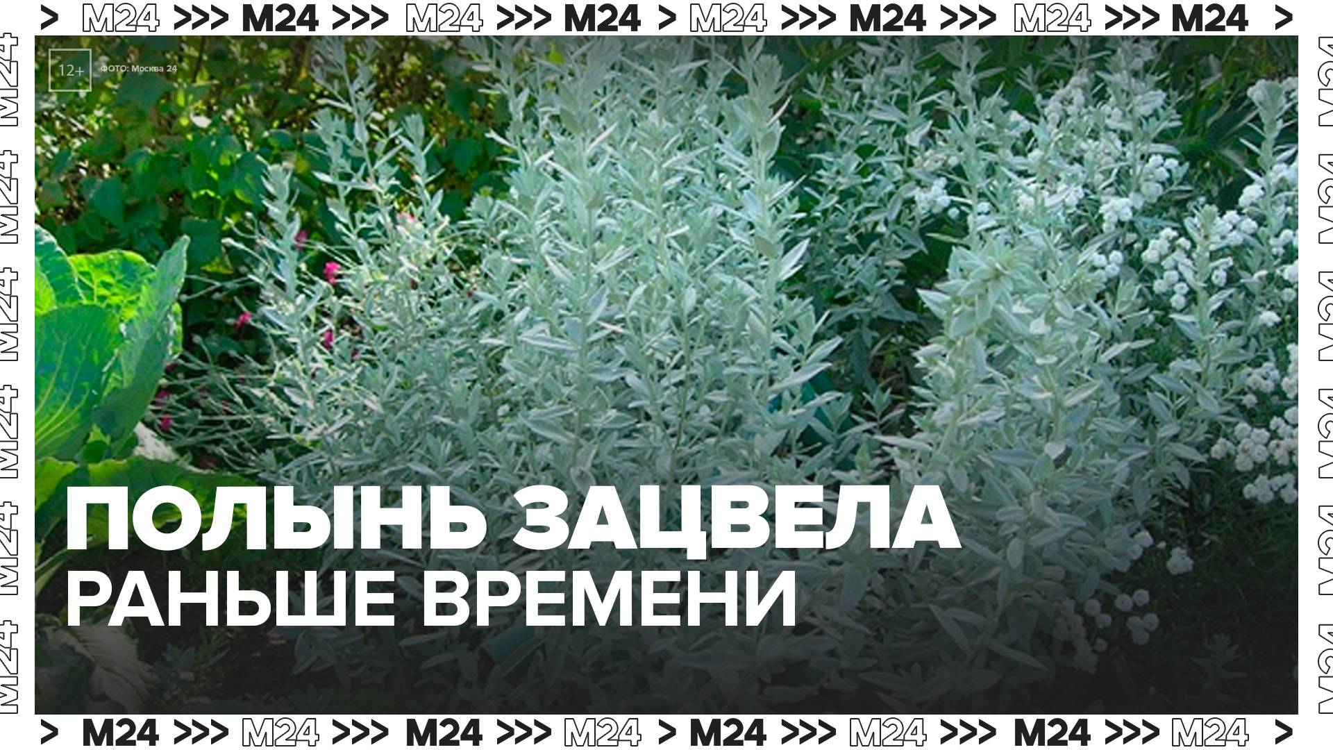 В Москве на две недели раньше времени зацвела полынь - Москва 24