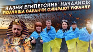 "Нашествие Апокалипсиса": Саранча ДОШЛА до Киева! Эксперты бьют ТРЕВОГУ – голод неизбежен?