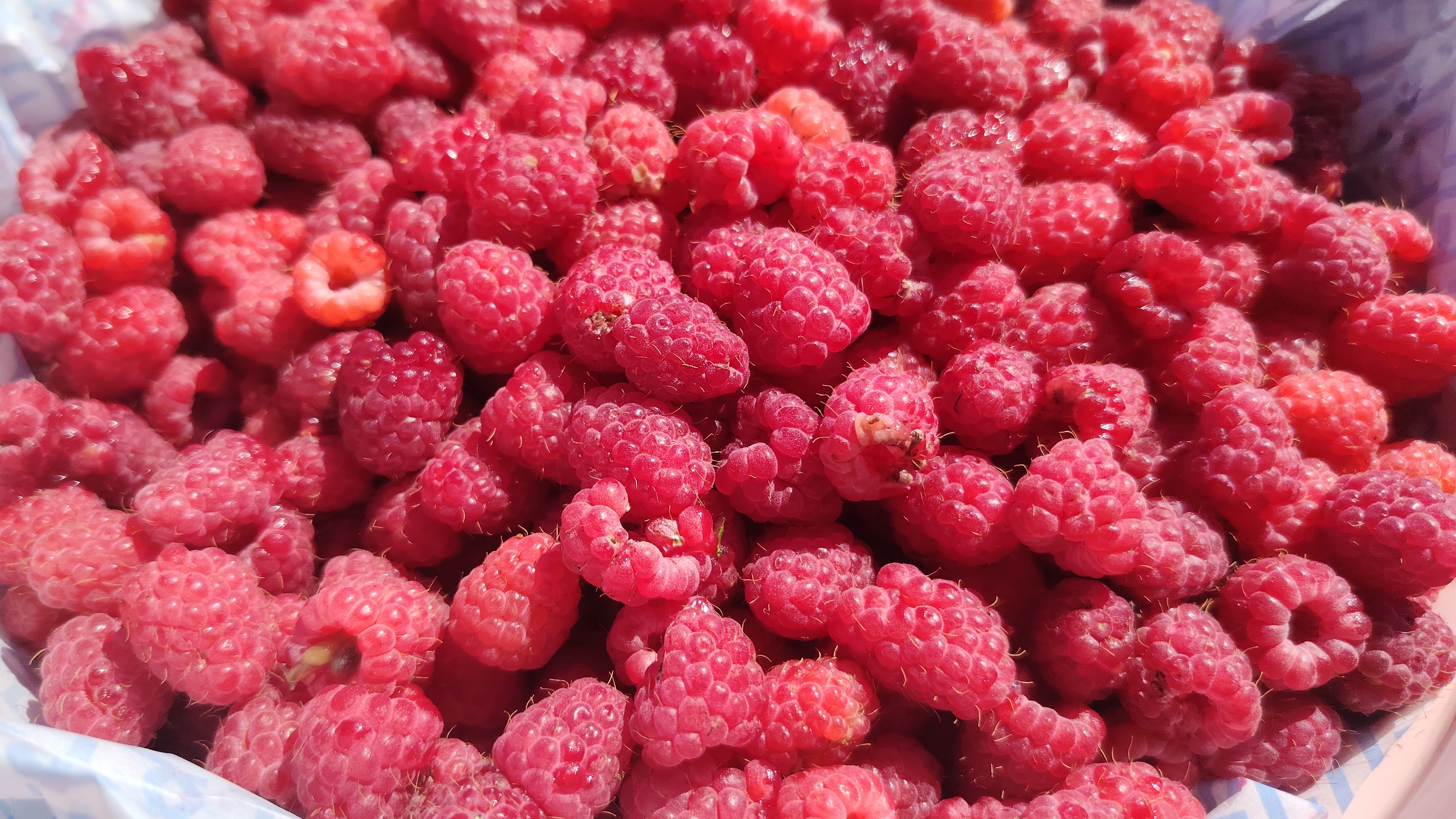 Много вкусной дикой малины | Сбор ягоды |Дальний восток | Остров Сахалин смотреть онлайн