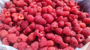 Много вкусной дикой малины | Сбор ягоды |Дальний восток | Остров Сахалин