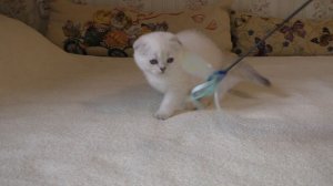 Котенок Кай свободен для резерва