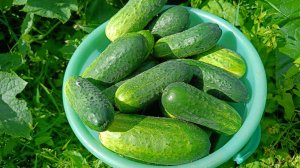 Огурцы и кабачки пошли