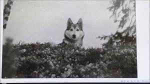 О лайках. Снова по просьбе  двух Олегов, подписчиков. 2023.