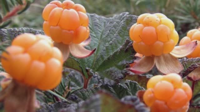 ОТДОХНУ ОТ СУЕТЫ - стихи Надежды Шубиной