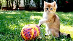 Милый котик играет с клубком