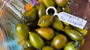 Каждый день собираю урожай томатов.