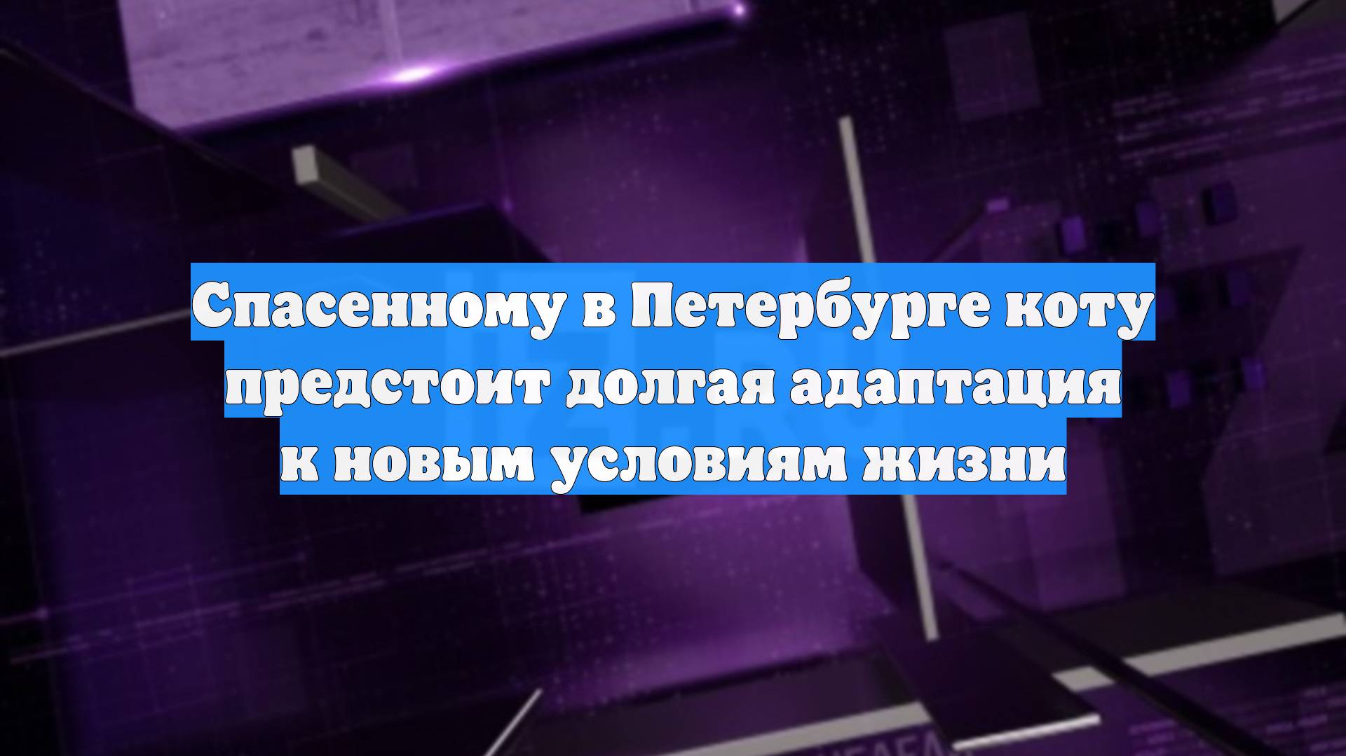 Спасенному в Петербурге коту предстоит долгая адаптация к новым условиям жизни