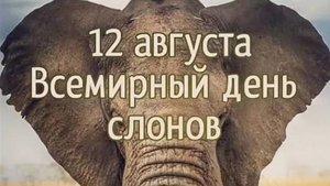 12 августа ВСЕМИРНЫЙ ДЕНЬ СЛОНА