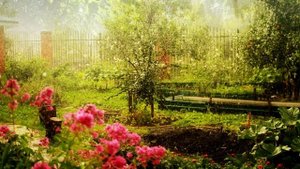 Шум дождя. Дождь. Пение птиц в саду под шум дождя