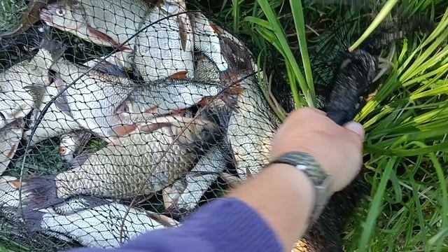 Наловил немного рыбки. смотреть онлайн