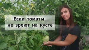 🍅 Если томаты не зреют на кусте, что делать 👀