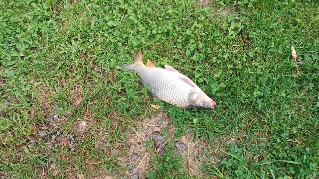 Карп  и рыбалка! Подмосковье