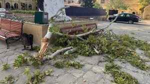 В Дербенте одна женщина погибла и две пострадали при падении дерева