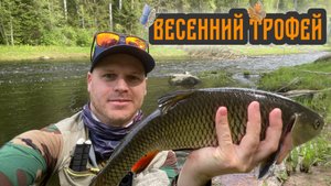 Майский трофейный ГОЛАВЛЬ | Открытие голавлиного сезона 2025