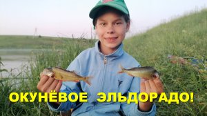 РЫБАЛКА! Окунёвое эльдорадо!