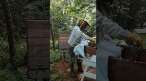 Осмотр улья 01.08.2025
