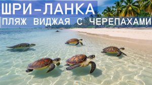 Шри-Ланка Черепаший пляж Виджая