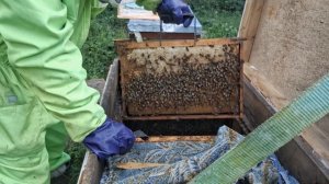 Закончен мндосбор. Сокращаем гнёзда, ставим полоски. Забиранм мёд.