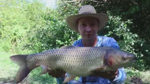 С кормушкой флэт улов крупнее, рыбалка летом 2025