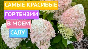 МОИ ПРЕКРАСНЫЕ ГОРТЕНЗИИ! ПРИСМОТРИТЕСЬ К ЭТИМ СОРТАМ!