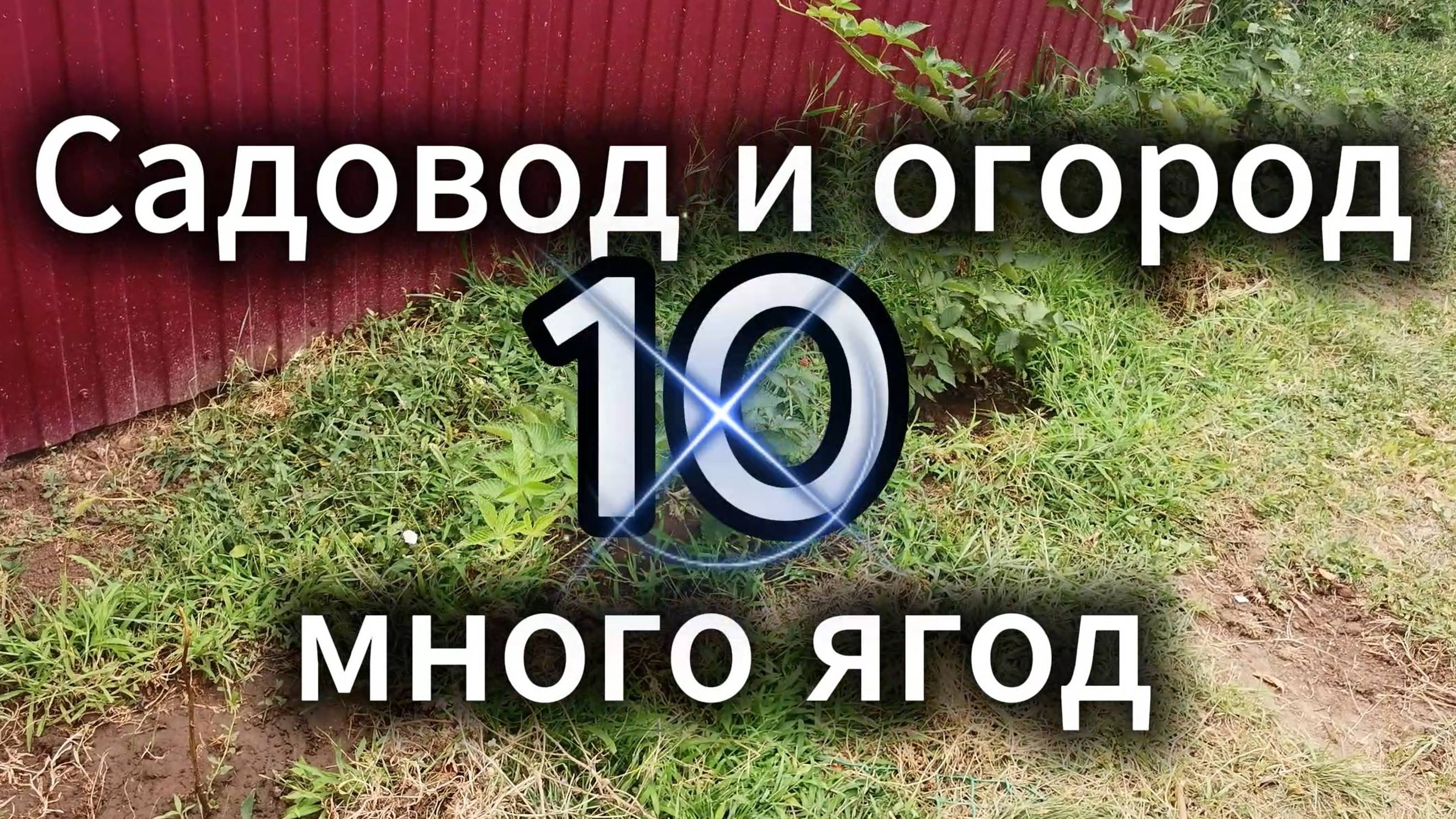 Ягоды на ежевике. Садовод и огород 10