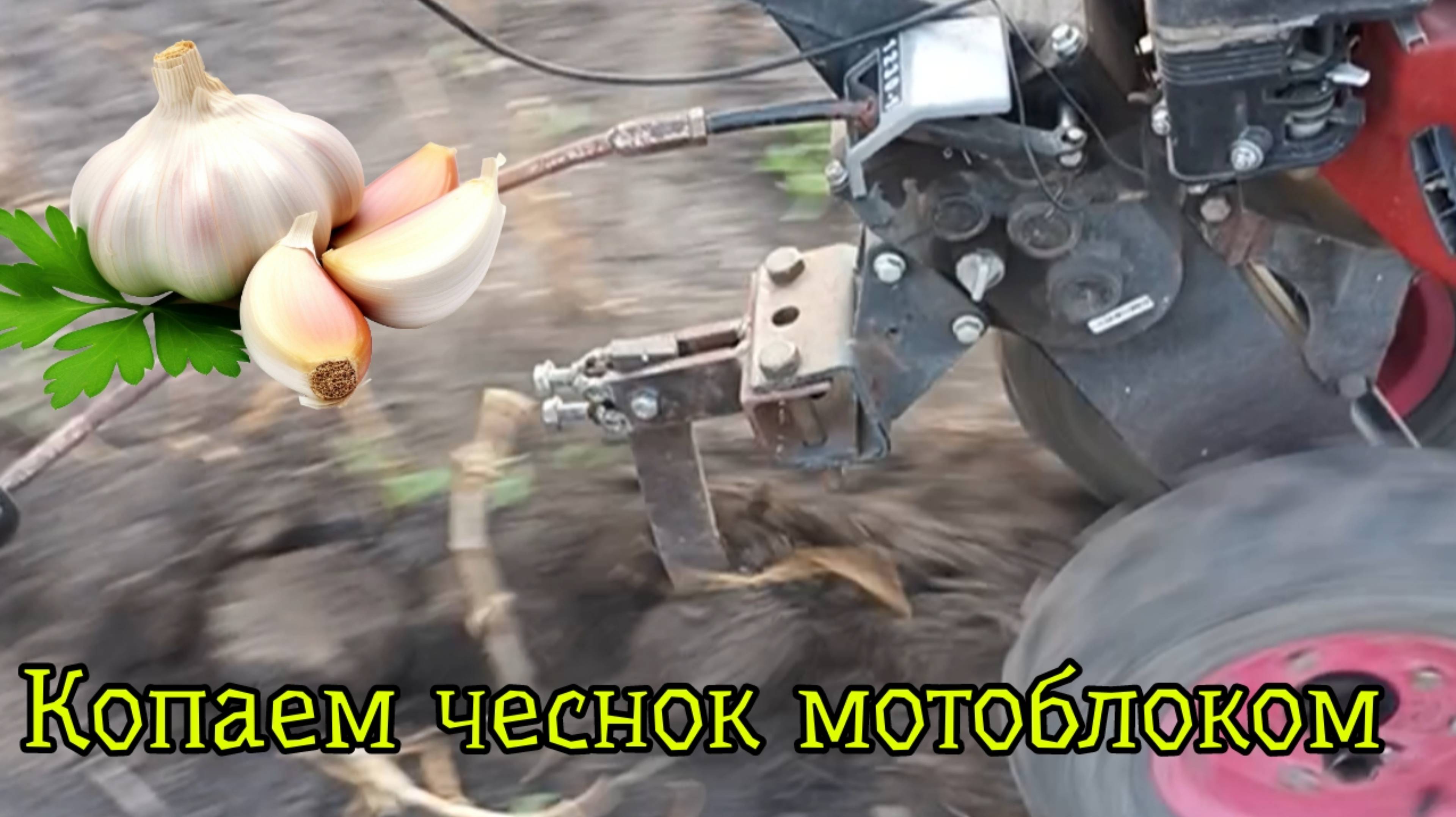 Как выкапывать чеснок мотоблоком смотреть онлайн
