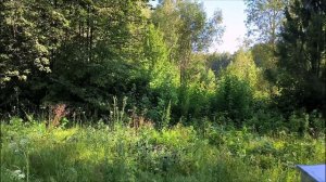 Рогнедино-Осовик. 3 августа 2025 год.