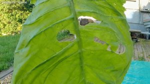 Игла для табака