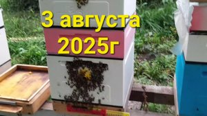 #пасека Что в улье 3 августа 2025г