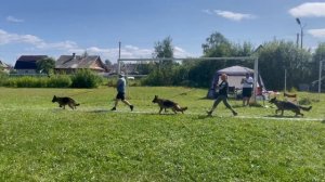РАБОЧИЙ СУКИ / КЧК КОТЛАС 26 июля`25 А.Буйнова Моно немецких овчарок
